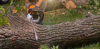 Best Utility Line Clearance  in Basalt, CO
