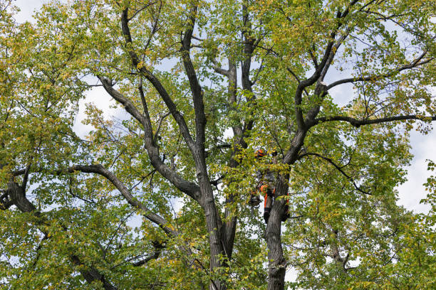 Best Arborist Consultation Services  in Basalt, CO
